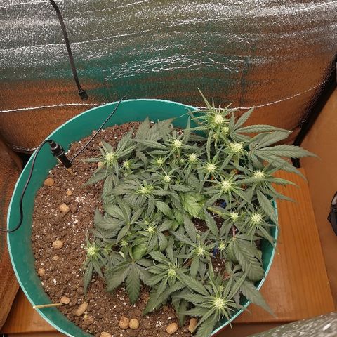 Super Lemon Haze Automatic growlog timeline photo