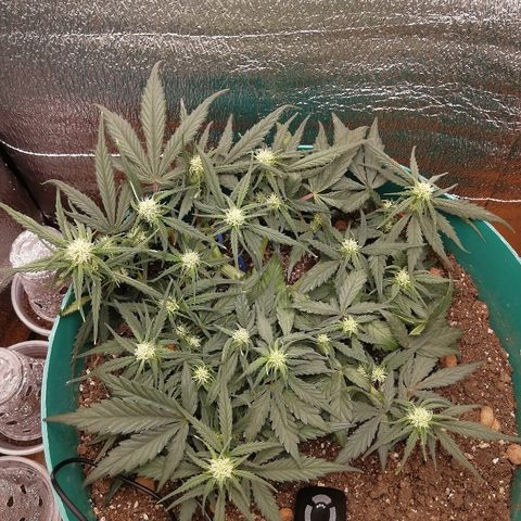 Super Lemon Haze Automatic growlog timeline photo