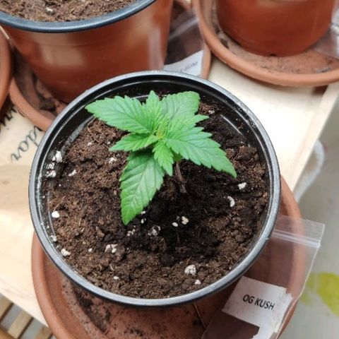 OG Kush growlog timeline photo