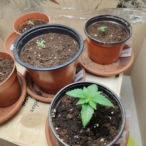 OG Kush growlog timeline photo