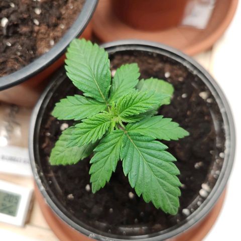 OG Kush growlog timeline photo