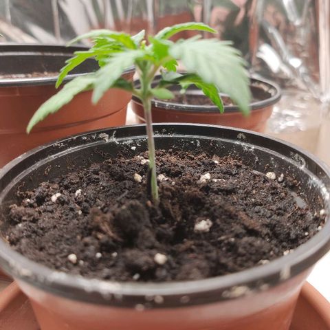 OG Kush growlog timeline photo