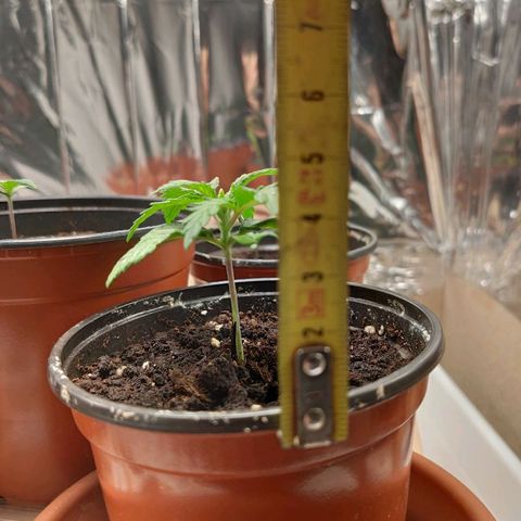 OG Kush growlog timeline photo