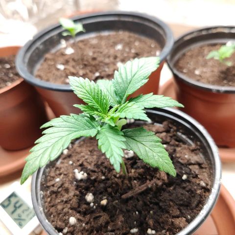 OG Kush growlog timeline photo