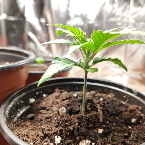 OG Kush growlog timeline photo