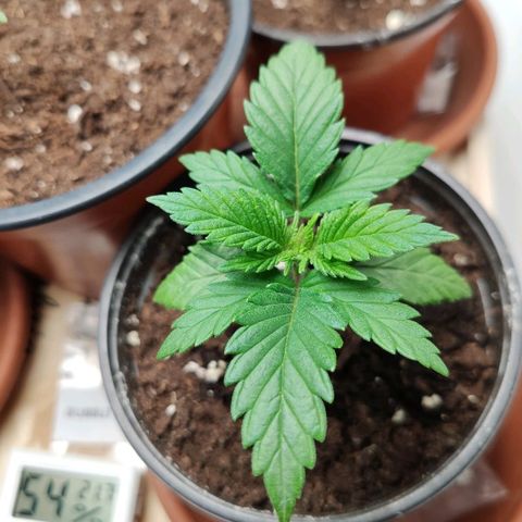 OG Kush growlog timeline photo