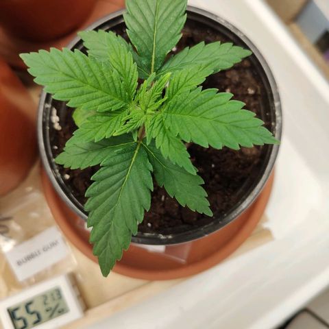 OG Kush growlog timeline photo