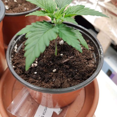 OG Kush growlog timeline photo