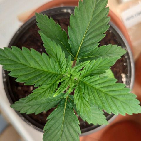 OG Kush growlog timeline photo