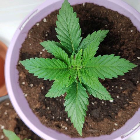 OG Kush growlog timeline photo