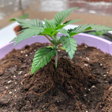 OG Kush growlog timeline photo