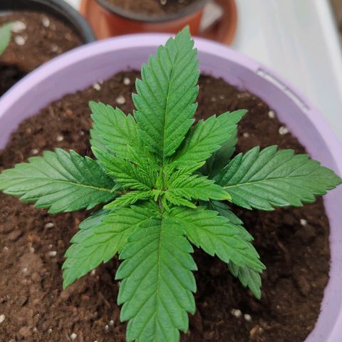 OG Kush growlog timeline photo
