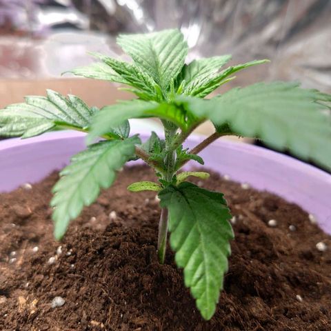 OG Kush growlog timeline photo