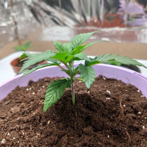 OG Kush growlog timeline photo