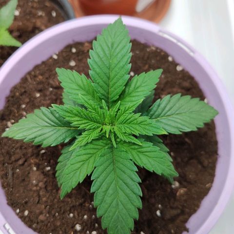 OG Kush growlog timeline photo
