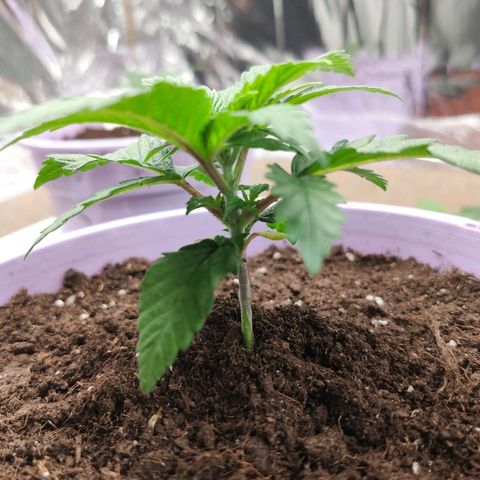 OG Kush growlog timeline photo