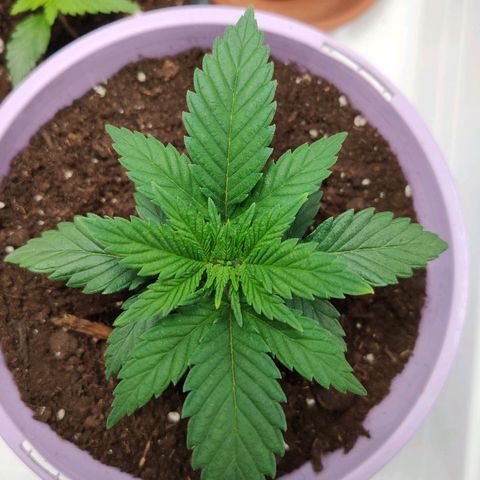 OG Kush growlog timeline photo