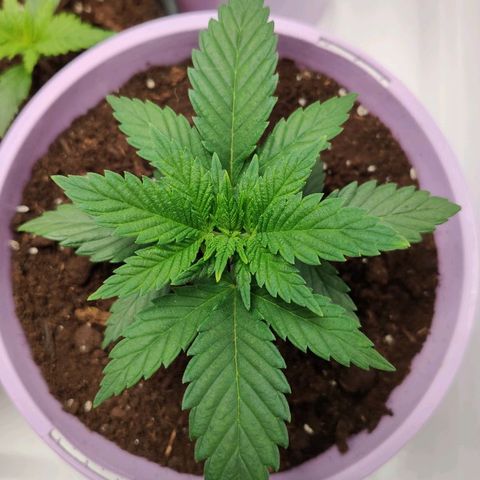 OG Kush growlog timeline photo