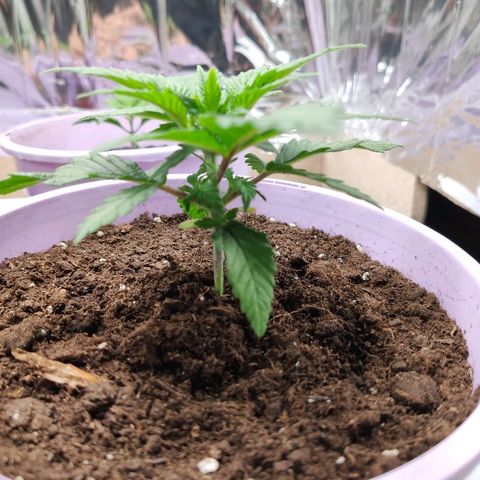 OG Kush growlog timeline photo
