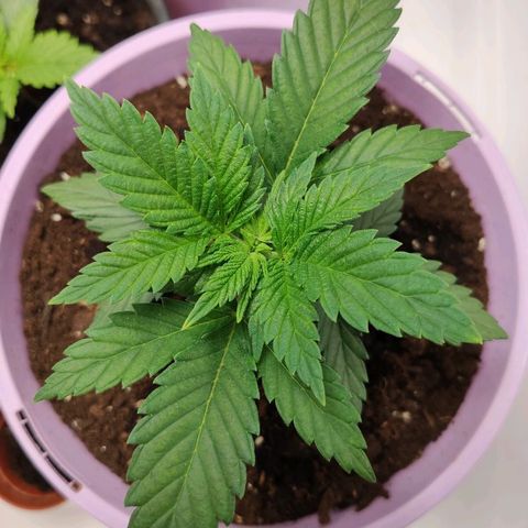 OG Kush growlog timeline photo