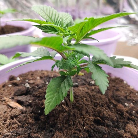 OG Kush growlog timeline photo