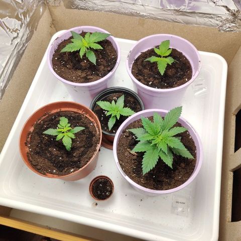 OG Kush growlog timeline photo