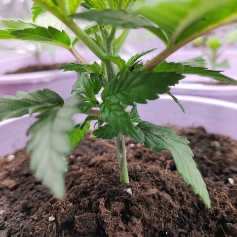 OG Kush growlog timeline photo