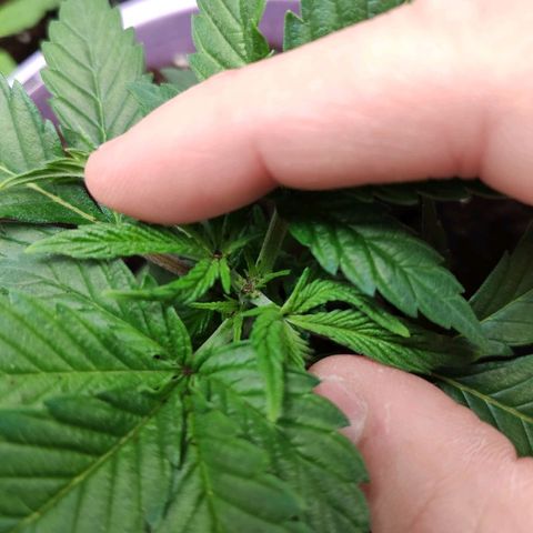 OG Kush growlog timeline photo