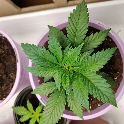 OG Kush growlog timeline photo