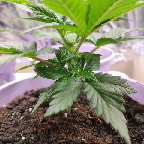 OG Kush growlog timeline photo