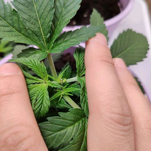 OG Kush growlog timeline photo