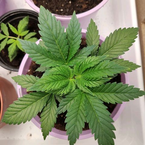 OG Kush growlog timeline photo