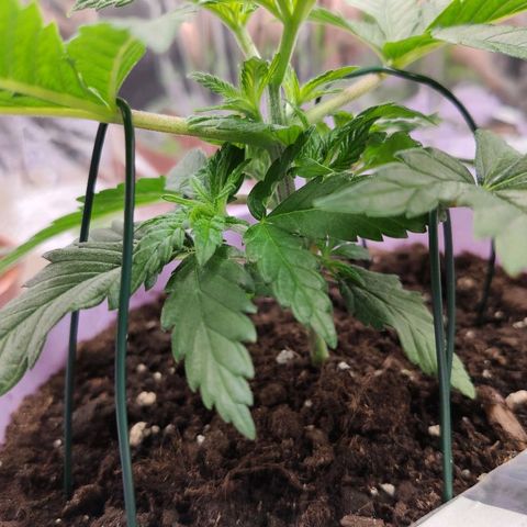 OG Kush growlog timeline photo