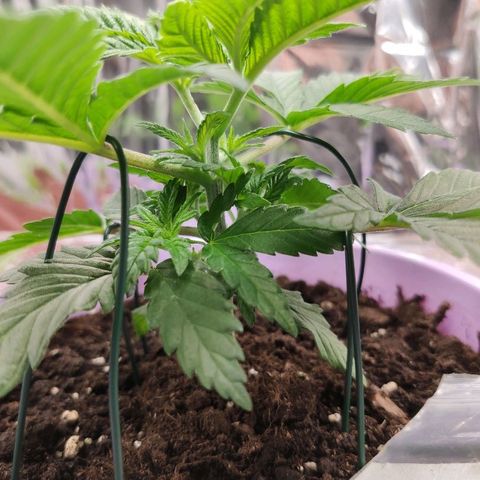 OG Kush growlog timeline photo