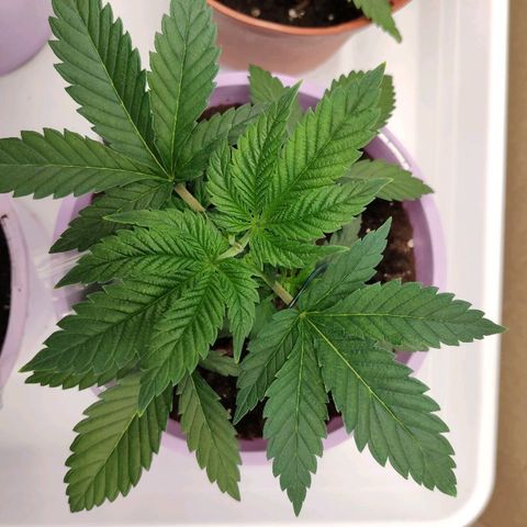OG Kush growlog timeline photo