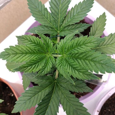 OG Kush growlog timeline photo