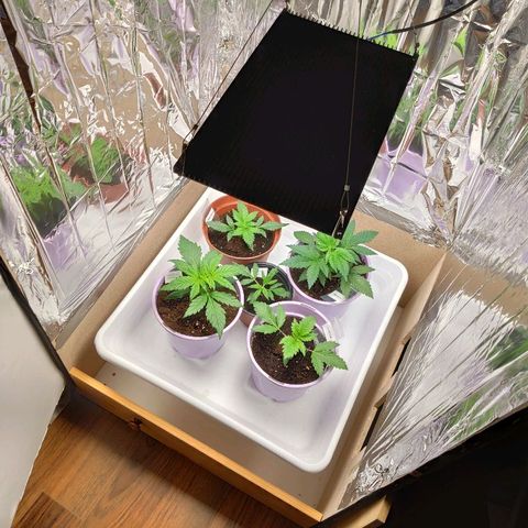 OG Kush growlog timeline photo