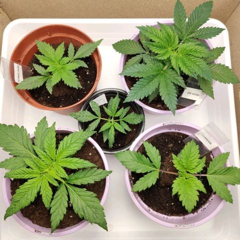 OG Kush growlog timeline photo