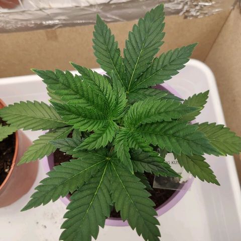 OG Kush growlog timeline photo