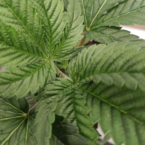 OG Kush growlog timeline photo