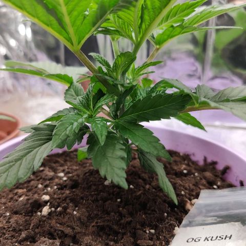 OG Kush growlog timeline photo