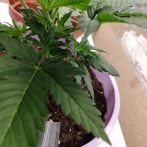 OG Kush growlog timeline photo