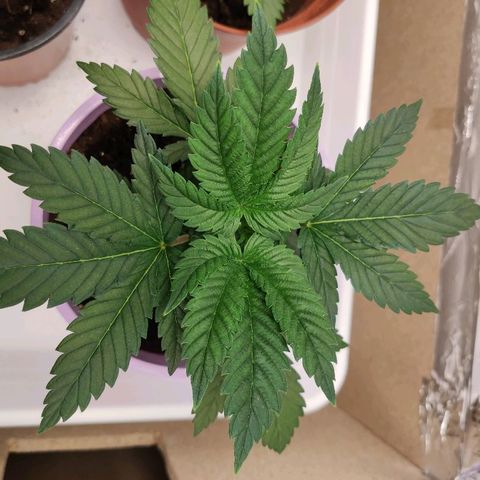 OG Kush growlog timeline photo