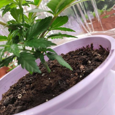 OG Kush growlog timeline photo