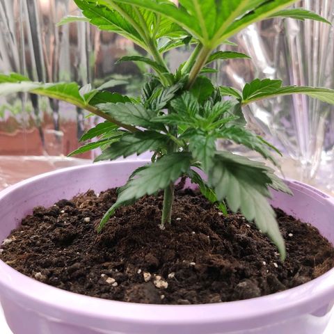 OG Kush growlog timeline photo