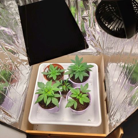 OG Kush growlog timeline photo