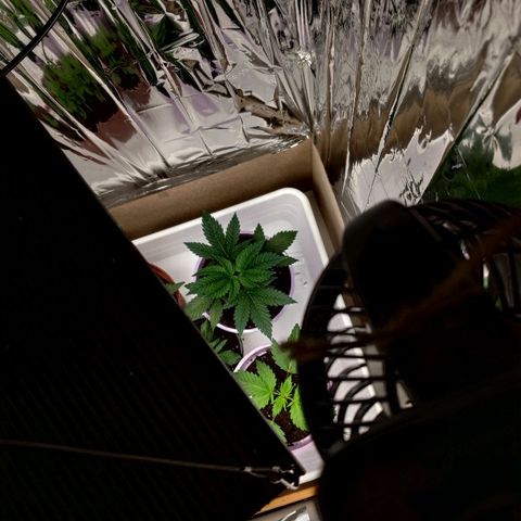 OG Kush growlog timeline photo