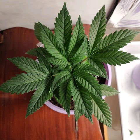 OG Kush growlog timeline photo