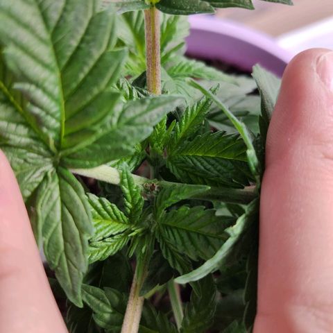 OG Kush growlog timeline photo