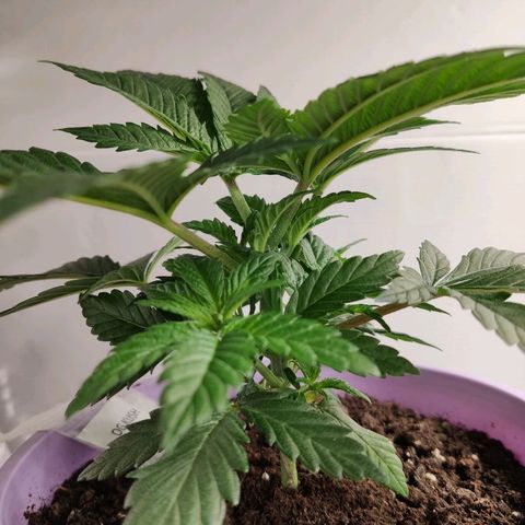 OG Kush growlog timeline photo